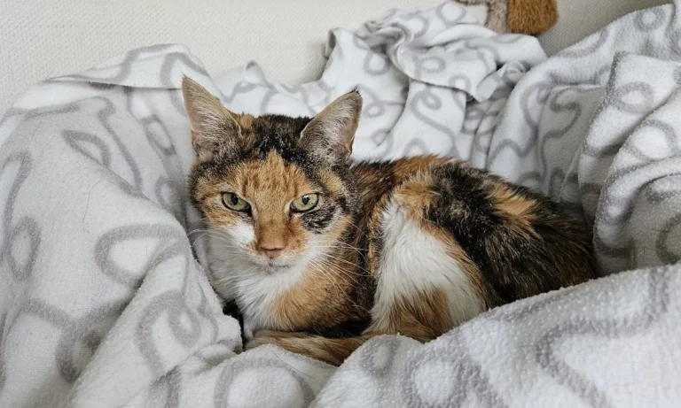 felmo Mobiler Tierarzt Bremen