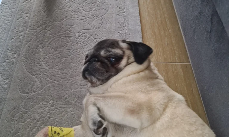 felmo Mobiler Tierarzt Bremen