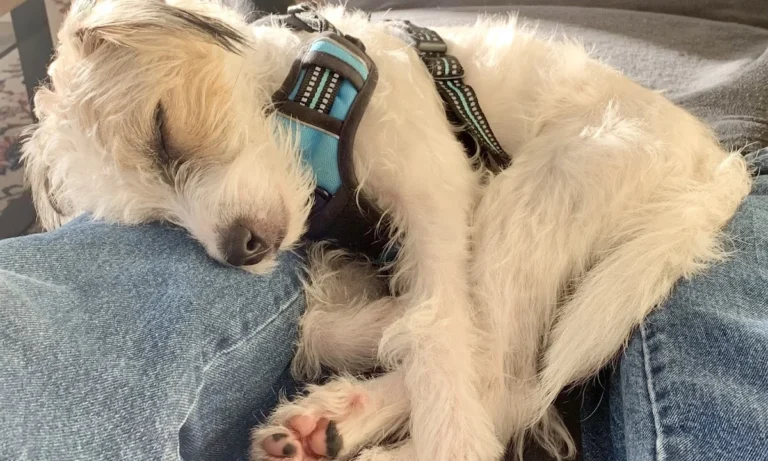 felmo Mobiler Tierarzt Bremen