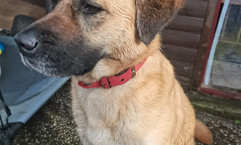 felmo Mobiler Tierarzt Bremen