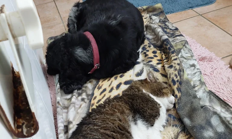 felmo Mobiler Tierarzt Bremen