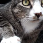 felmo Mobiler Tierarzt Hannover