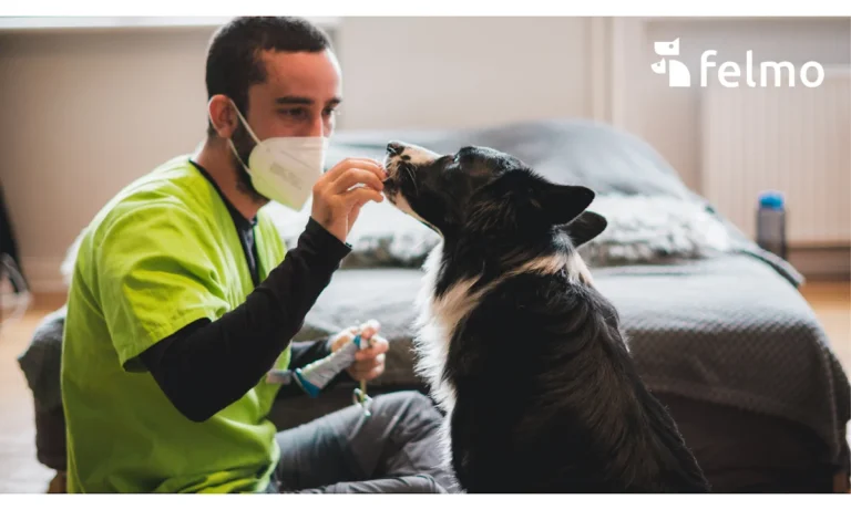 felmo Mobiler Tierarzt Hannover