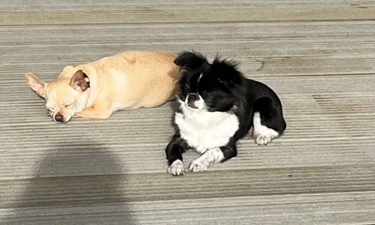 felmo Mobiler Tierarzt Hannover