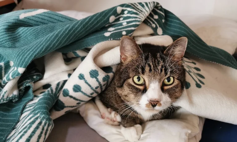 felmo Mobiler Tierarzt Hannover