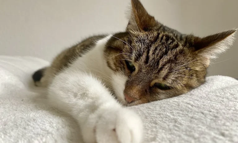 felmo Mobiler Tierarzt Hannover