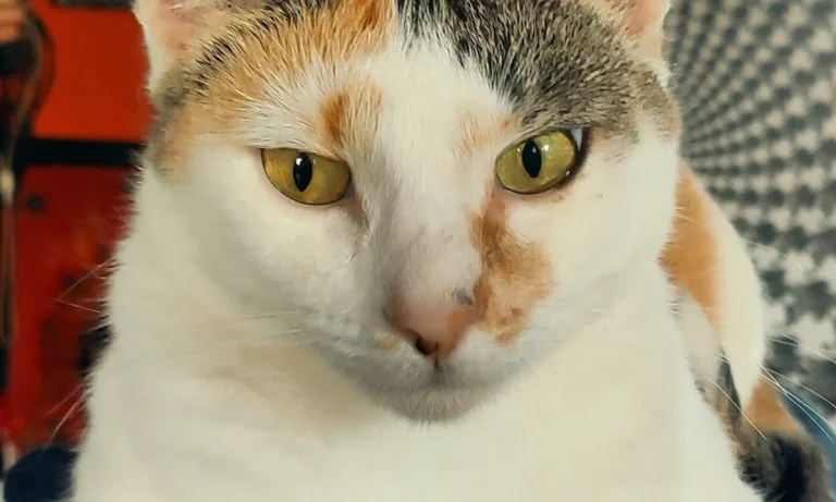 felmo Mobiler Tierarzt Hannover