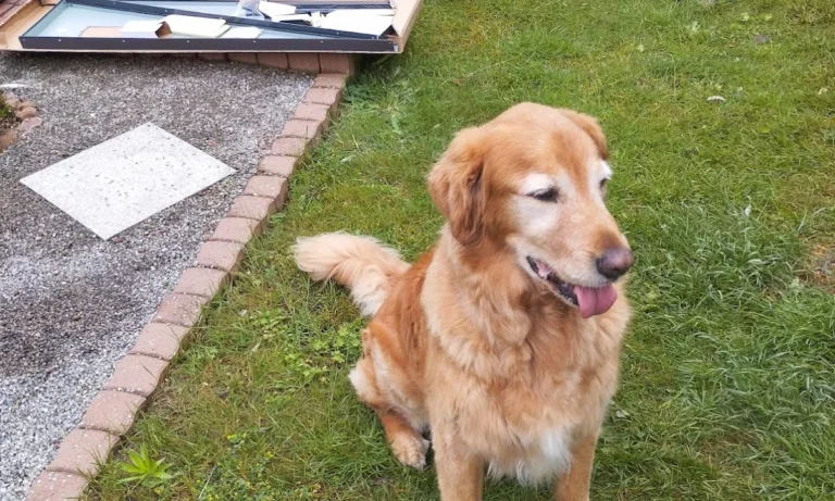 felmo Mobiler Tierarzt Hannover