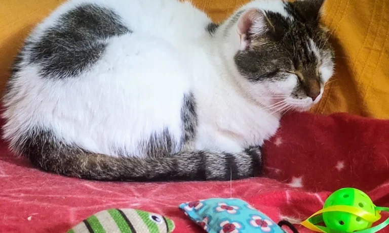 felmo Mobiler Tierarzt Hannover