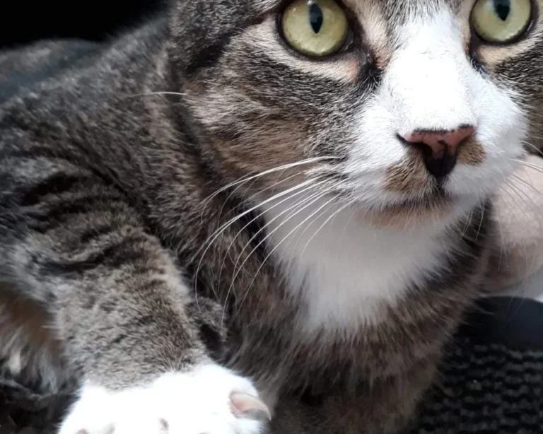 felmo Mobiler Tierarzt Hannover