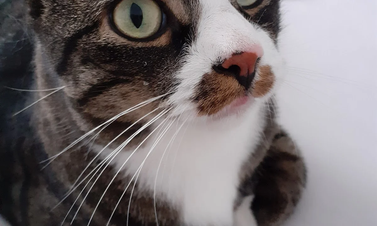 Tierarzt felmo Hamburg