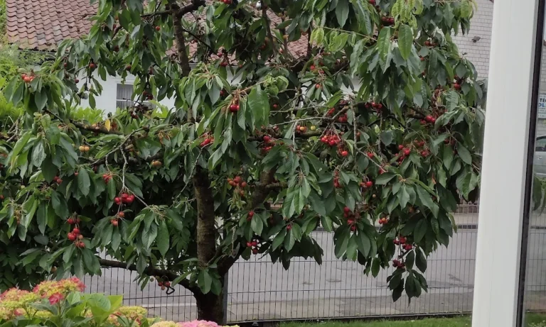 Fidelios TierÄrzteTeam Dr. Stefan Hofmann