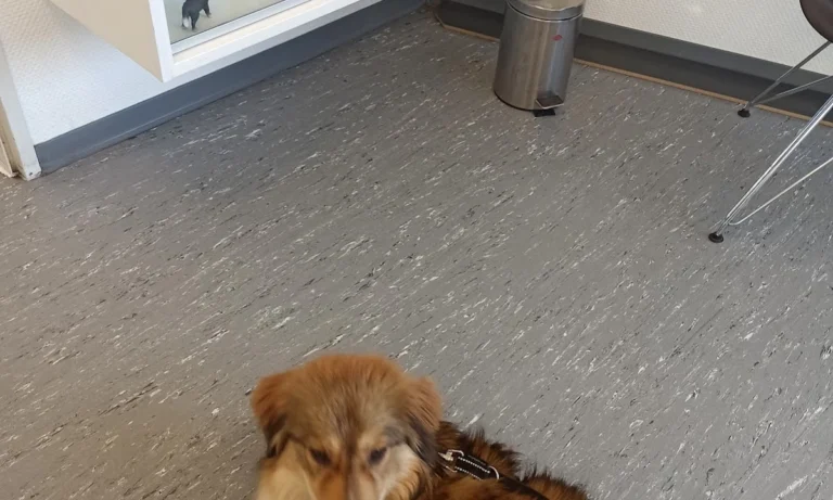 Fidelios TierÄrzteTeam Dr. Stefan Hofmann