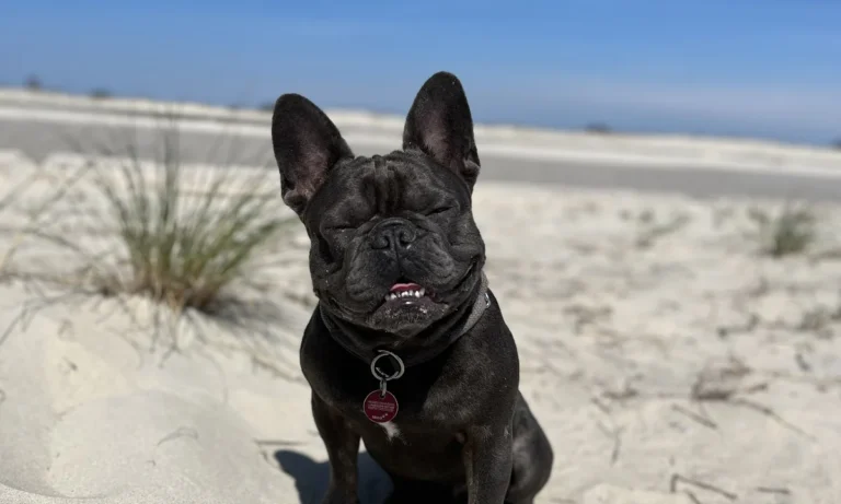 filu Tierarztpraxis Theresienwiese - Allgemein- und Notfallmedizin