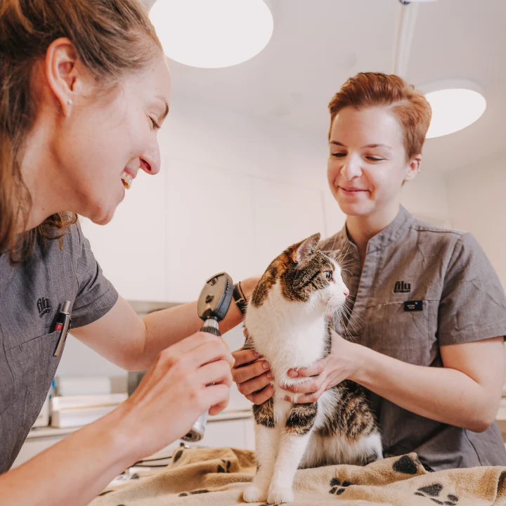 Tierarzt filu Tierarztpraxis Winterhude – Allgemein- und Notfallmedizin Hamburg