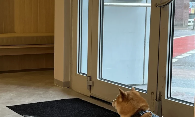 filu Tierarztpraxis Winterhude - Allgemein- und Notfallmedizin