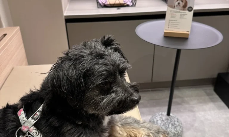 filu Tierarztpraxis Winterhude - Allgemein- und Notfallmedizin