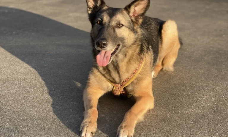 filu Tierarztpraxis Winterhude - Allgemein- und Notfallmedizin