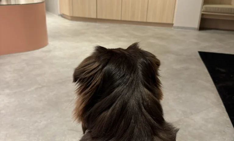 filu Tierarztpraxis Winterhude - Allgemein- und Notfallmedizin