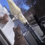 Frank Tillwix Tierärztliche Praxis