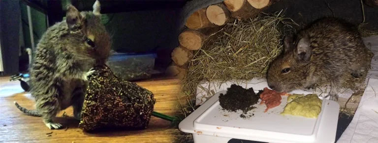 Frank Tillwix Tierärztliche Praxis