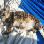 Frau Petra Hansch, Tierärztin