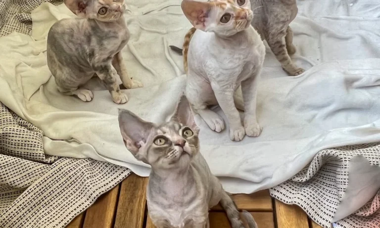 Frau Petra Hansch, Tierärztin