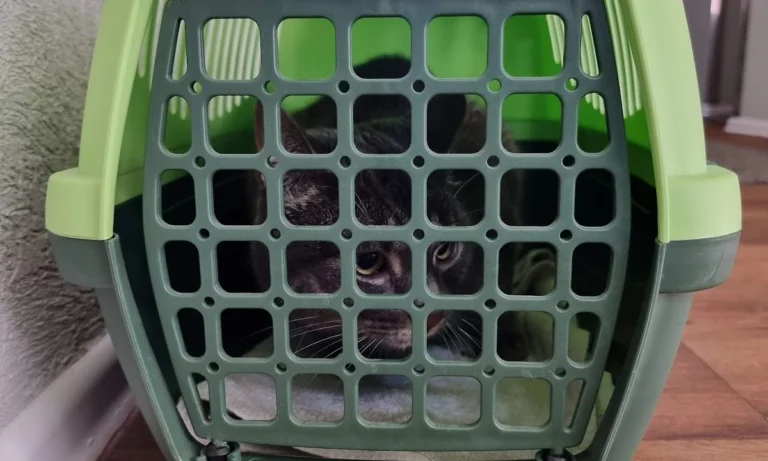 Frau Petra Hansch, Tierärztin