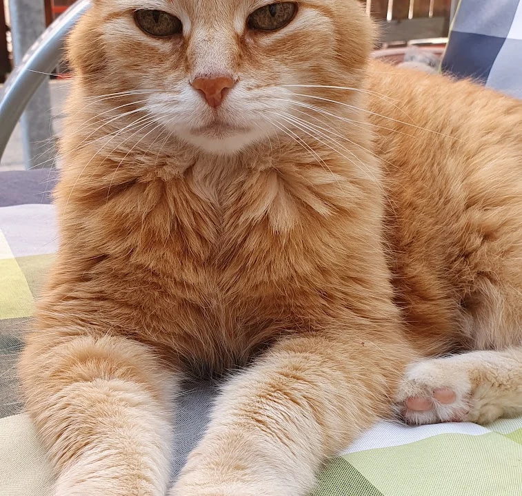 Frau Petra Hansch, Tierärztin