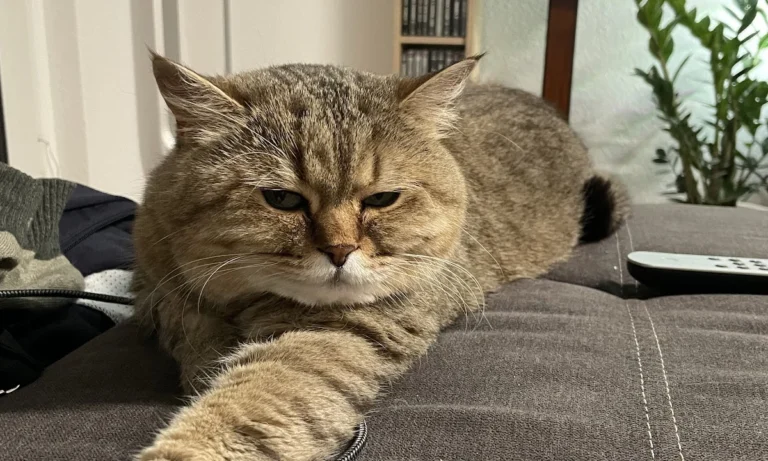 Frau Petra Hansch, Tierärztin