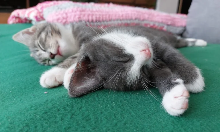 Frau Petra Hansch, Tierärztin