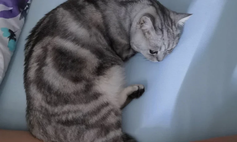 Frau Petra Hansch, Tierärztin