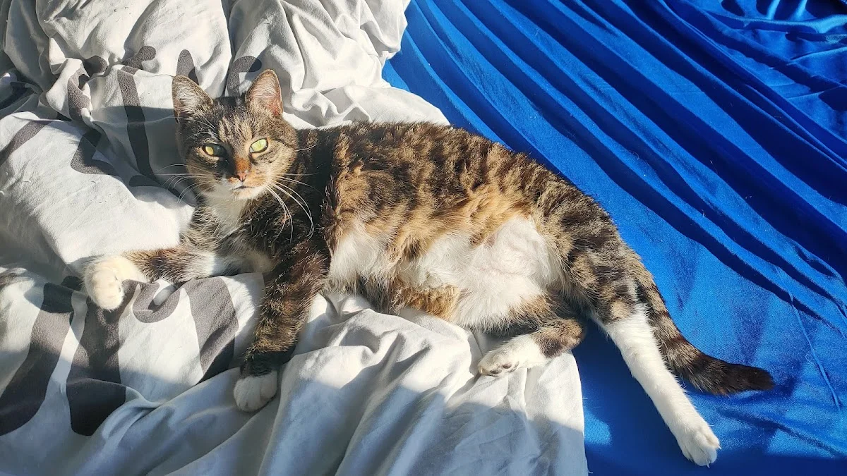 Tierarzt Frau Petra Hansch, Tierärztin Cottbus