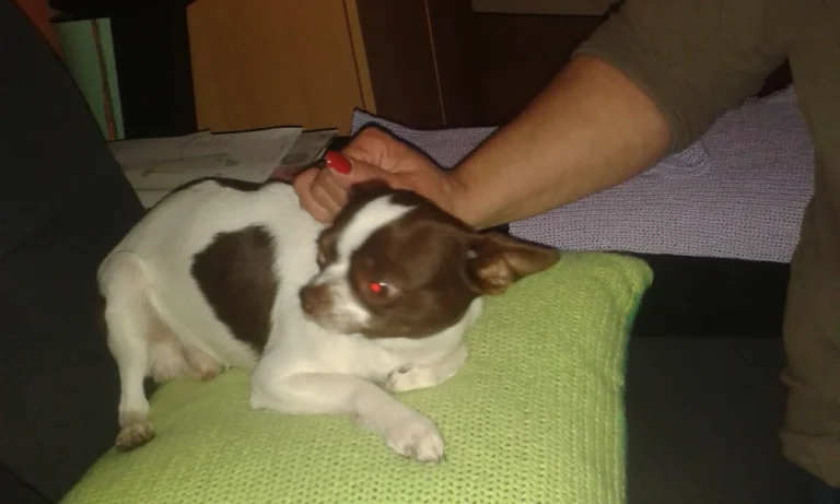 Fritz-Gerhard Martens Tierarzt