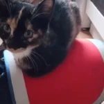 Görgler Hartmut und Saskia Dr. med. vet.