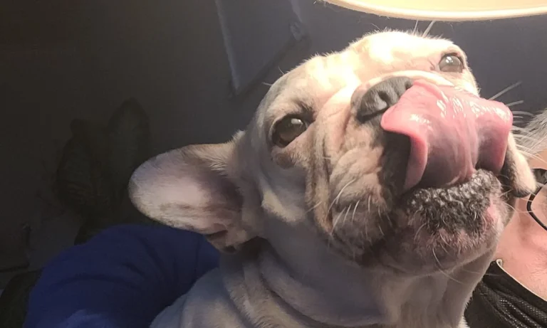 Görgler Hartmut und Saskia Dr. med. vet.