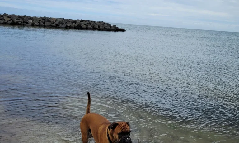 Görgler Hartmut und Saskia Dr. med. vet.