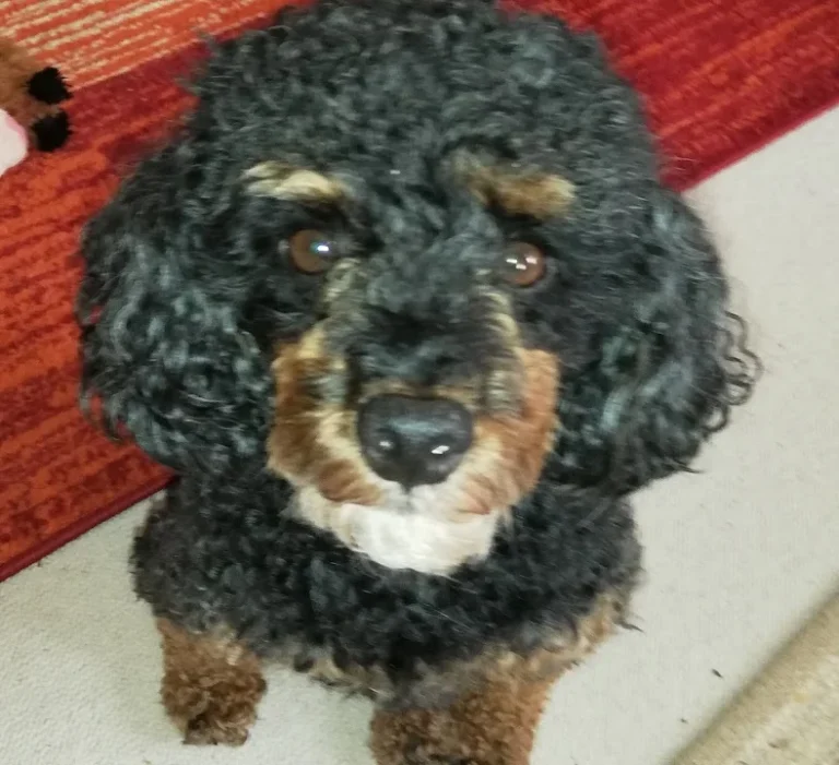 Görgler Hartmut und Saskia Dr. med. vet.