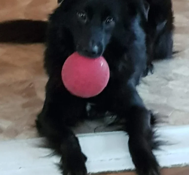 Görgler Hartmut und Saskia Dr. med. vet.