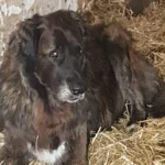 Graßl Anton-Peter Dr.med. vet.