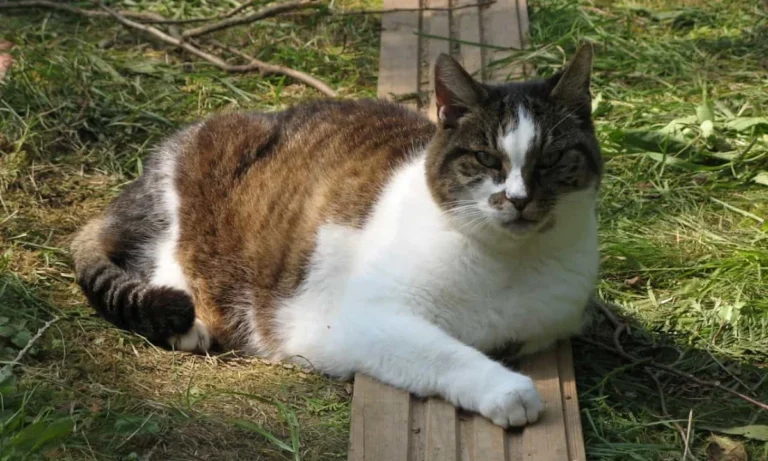 Graßl Anton-Peter Dr.med. vet.