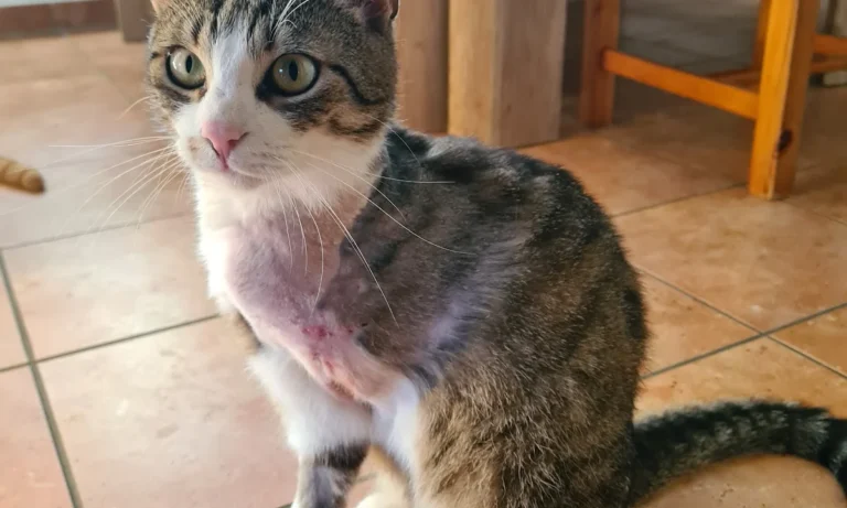 Graßl Anton-Peter Dr.med. vet.