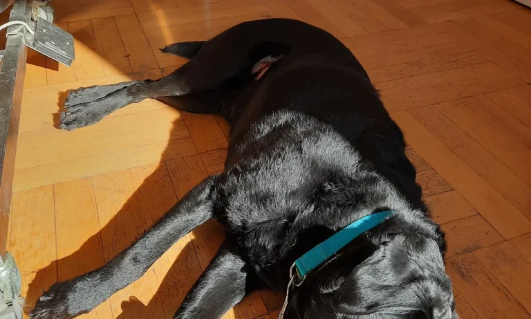 Graßl Anton-Peter Dr.med. vet.