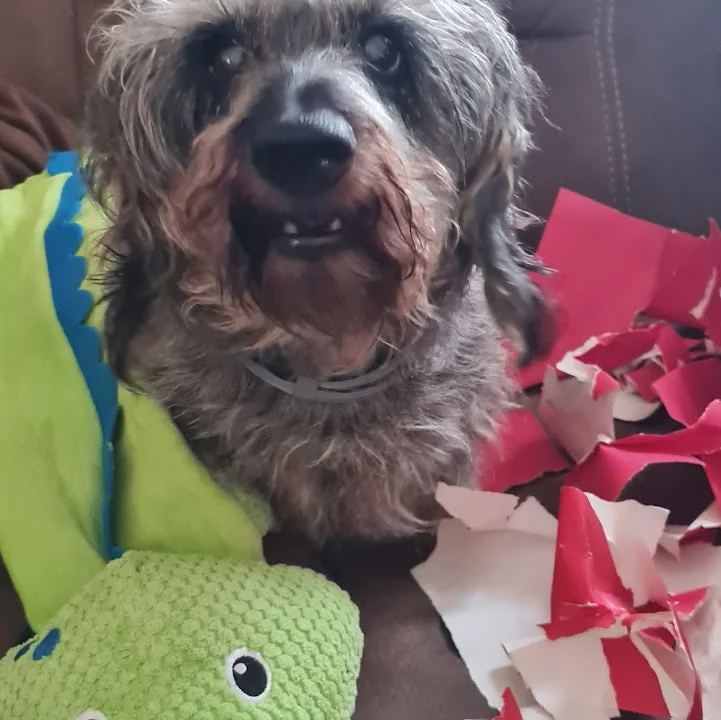 Graßl Anton-Peter Dr.med. vet.