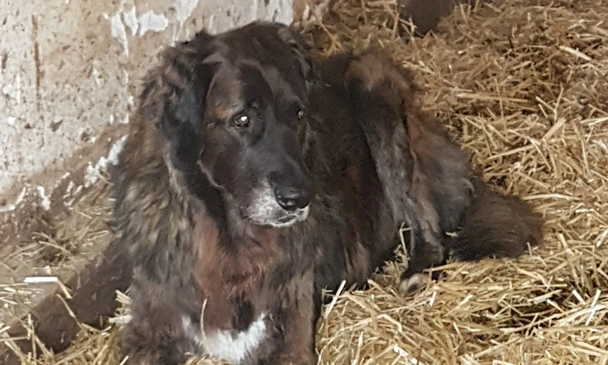 Tierarzt Graßl Anton-Peter Dr.med. vet. Landshut