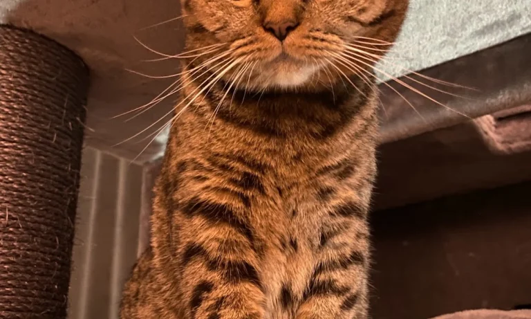 Gregor Preutenborbeck Tierarzt