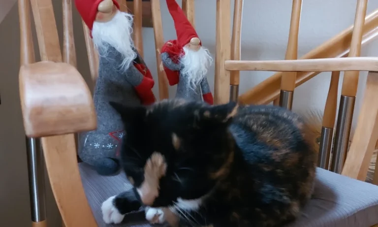 Gregor Preutenborbeck Tierarzt