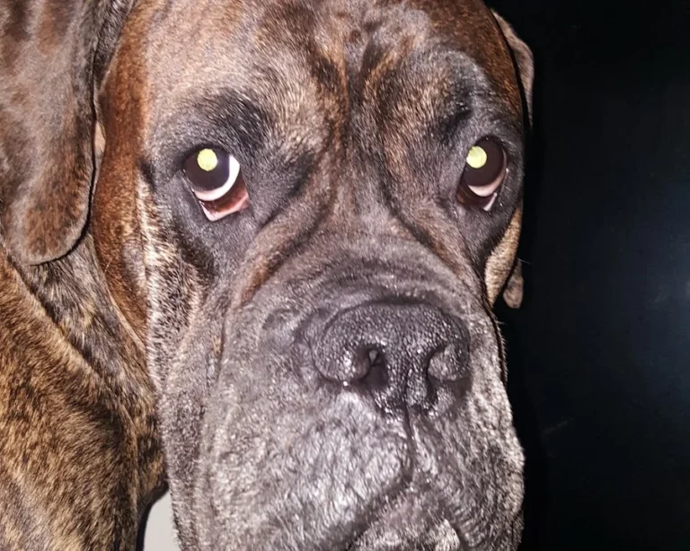 Gregor Preutenborbeck Tierarzt