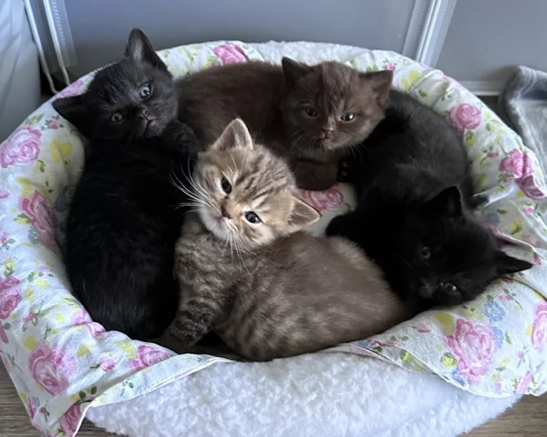 Gregor Preutenborbeck Tierarzt