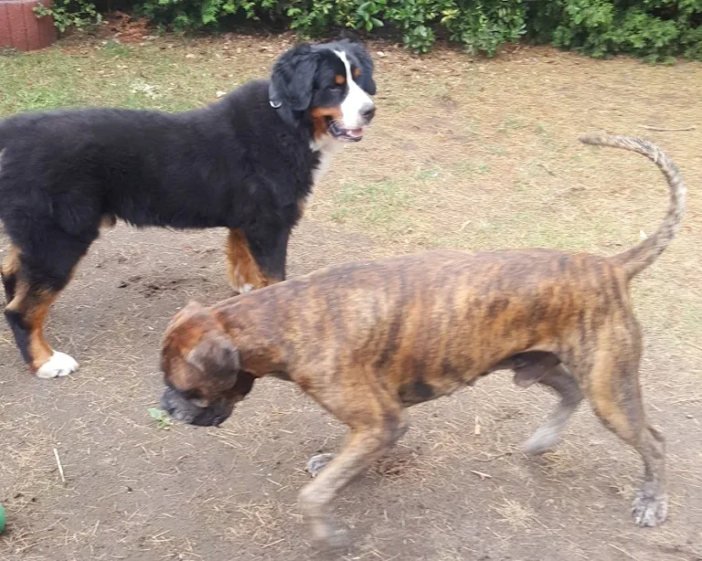 Gregor Preutenborbeck Tierarzt